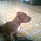 nuevo integrante en casa